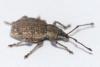 Peritelus sphaeroides